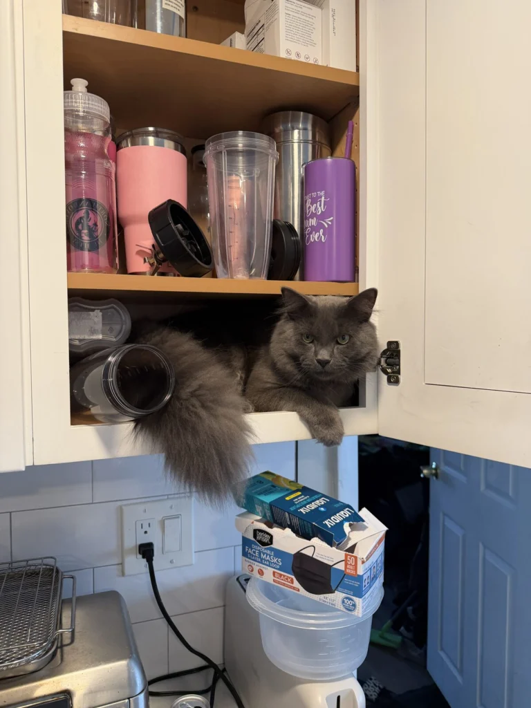 Magoo, lost cat, Domestic long haires