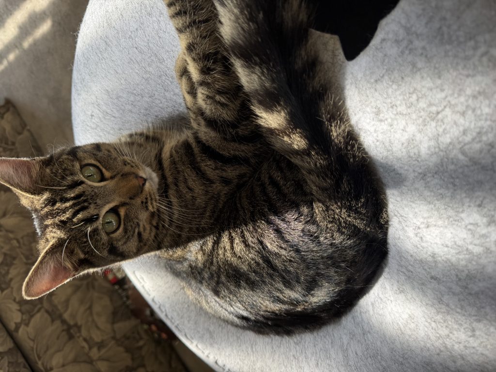 Bruce, lost cat, Tabby short hair