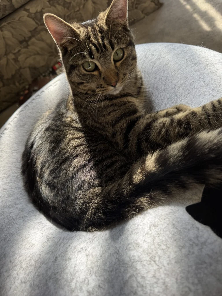 Bruce, lost cat, Tabby short hair