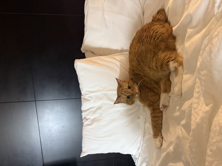 Bagel, lost cat, Manx
