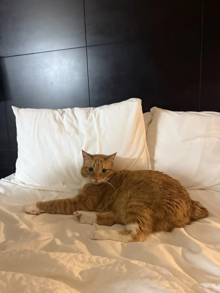 Bagel, lost cat, Manx