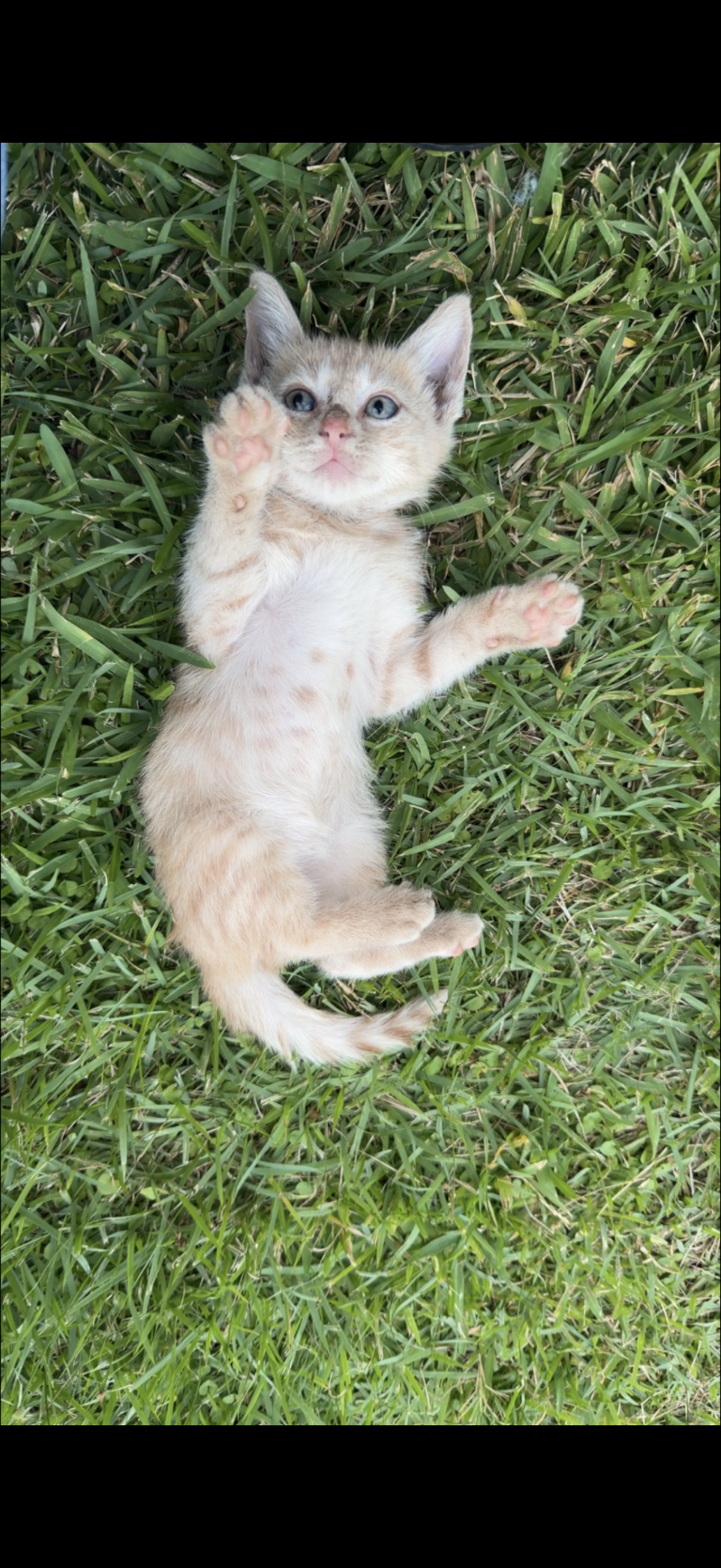 Milo, lost cat, domestic short hair cat