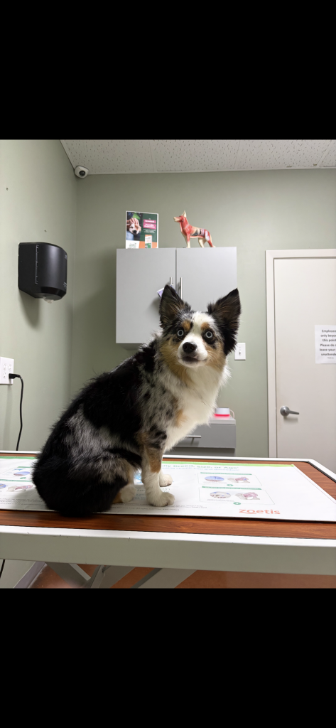 Mini, lost dog, Toy Australian