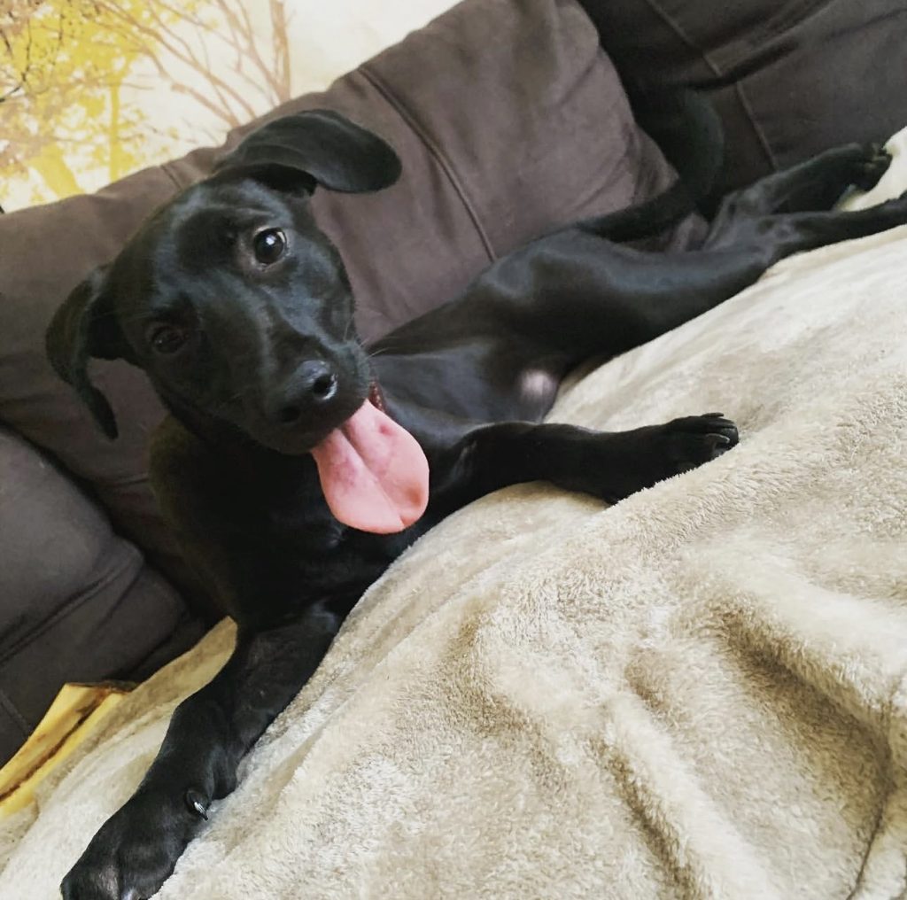 Lillly, lost dog, Mixed all black