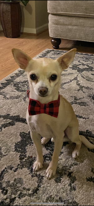 Beau, lost dog, Chihuahua