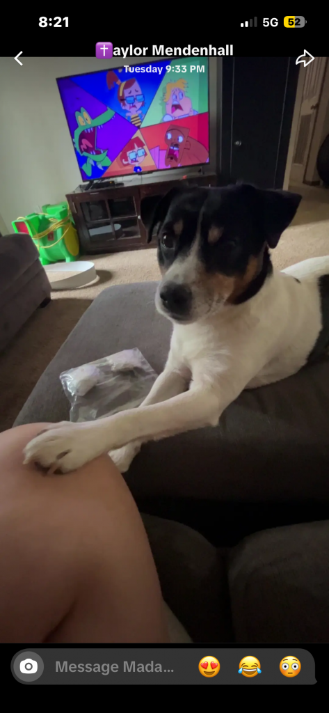 Benny, lost dog, jack russel