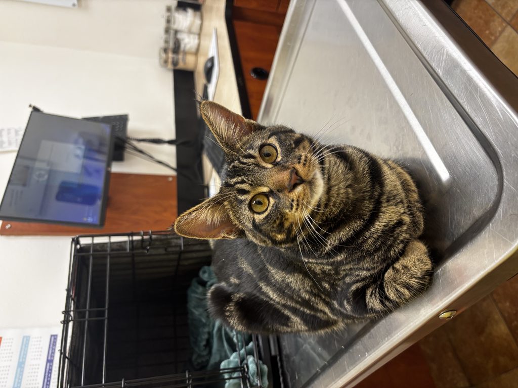 Unknown, lost cat, Bengal Mix