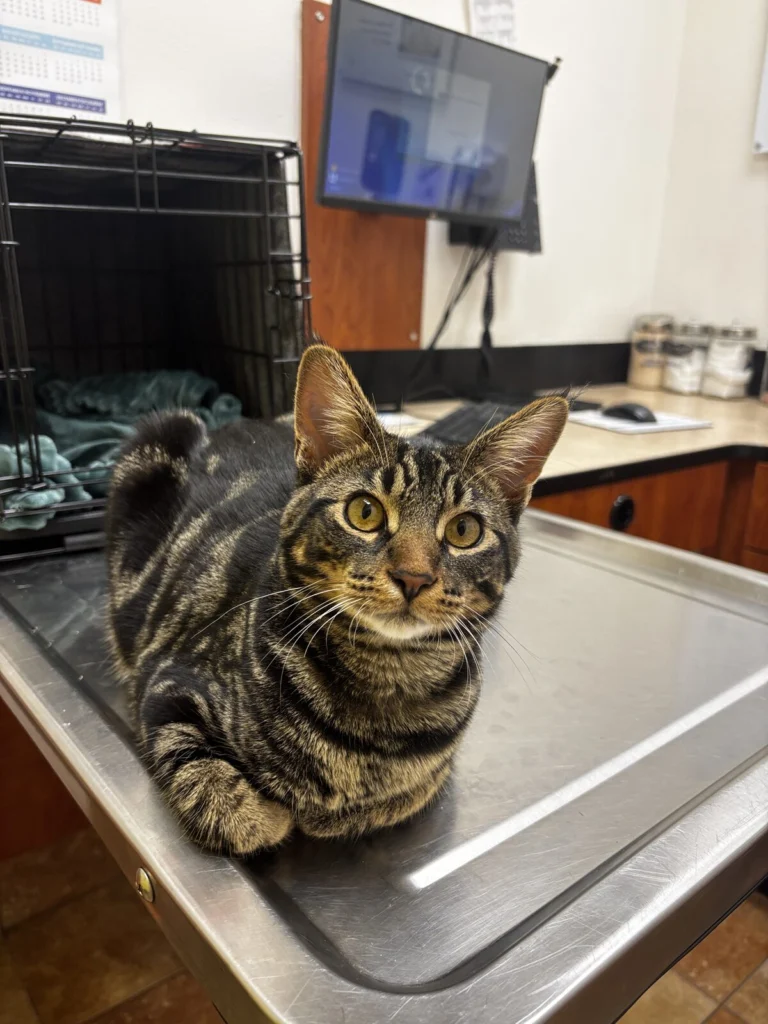Unknown, lost cat, Bengal Mix