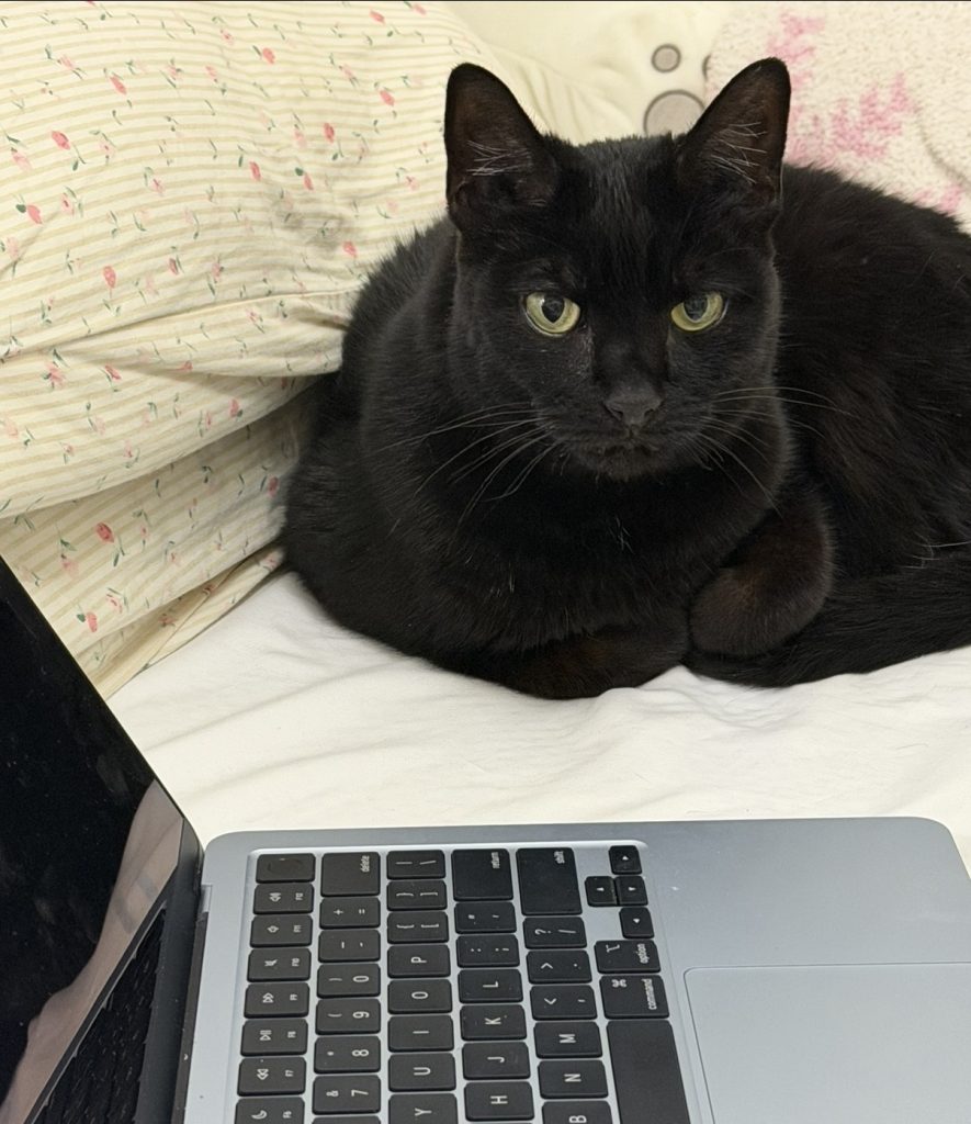 Meow Meow, lost cat, domestic shorthair