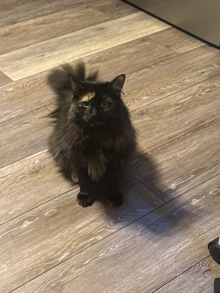 Buttercup, lost cat, Long hair