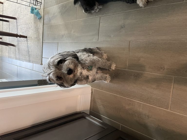 Piper, lost dog, Mini Aussie Doodle