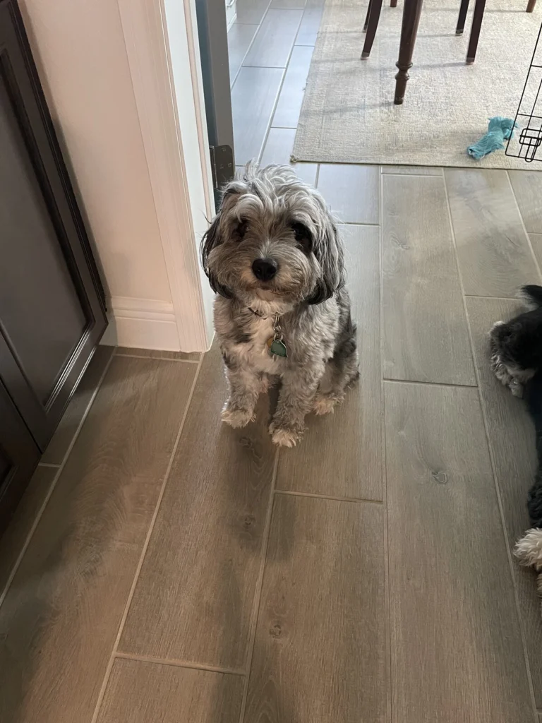 Piper, lost dog, Mini Aussie Doodle