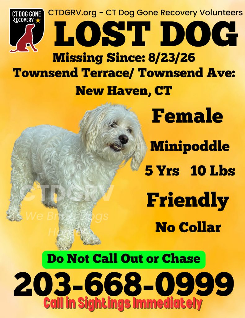 Skyler, lost dog, Poddle