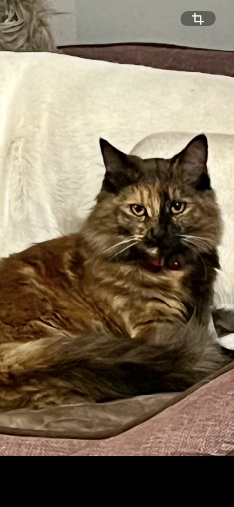 LouLou Kitty, lost cat, Tortoise