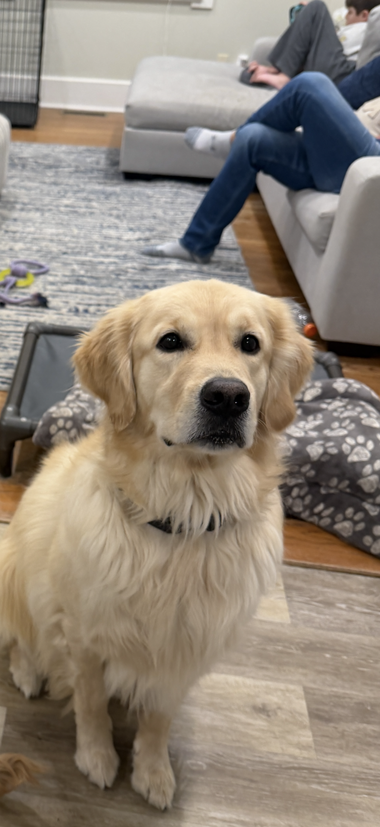 Woody, lost dog, Golden retriever