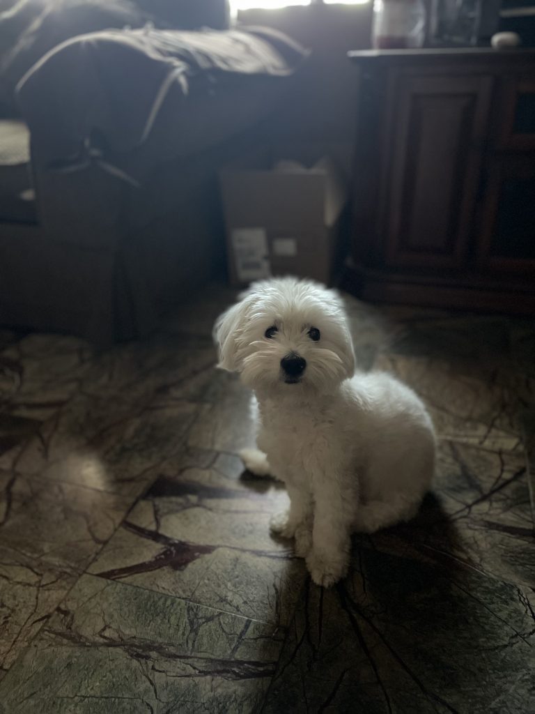 Angel, lost dog, Maltese