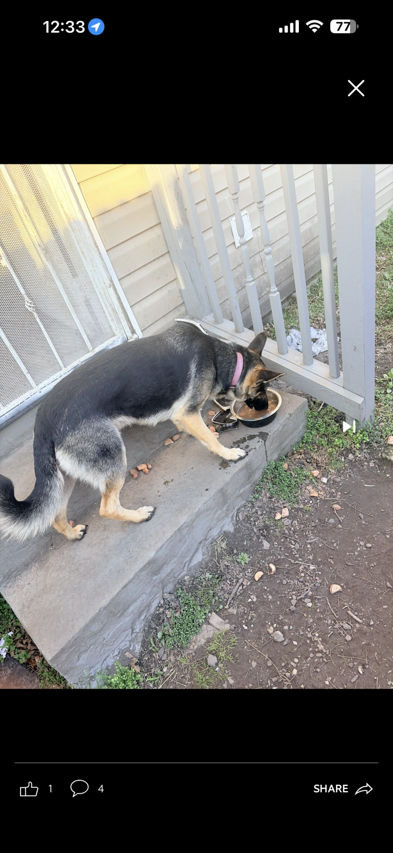 Angel, lost dog, Germand shepherd