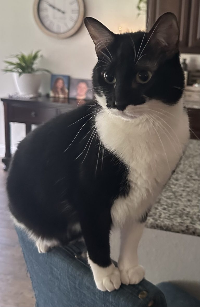 Jamie, lost cat, Domestic Shorthair