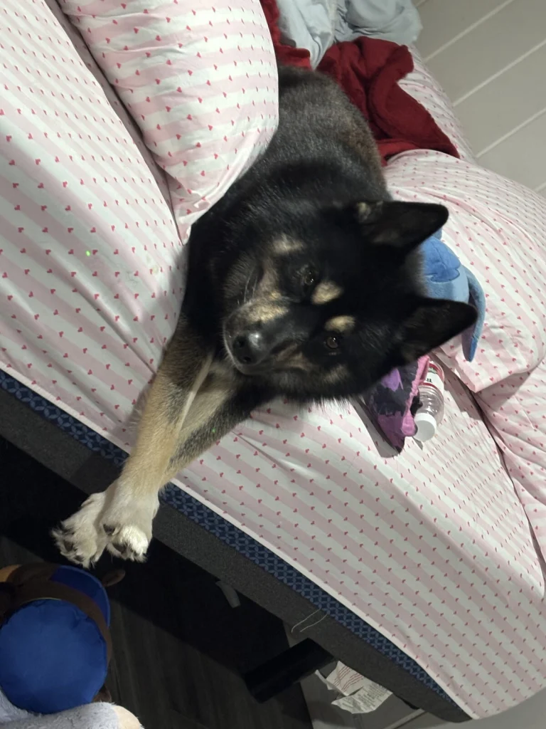 Levi, lost dog, Pomsky