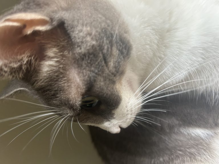Winter, lost cat, mixed