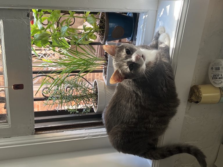 Louie, lost cat, domestic shorthair