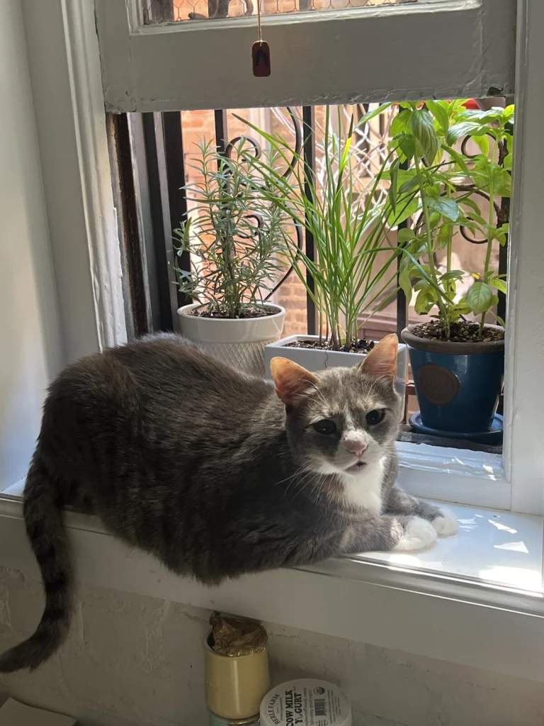 Louie, lost cat, domestic shorthair