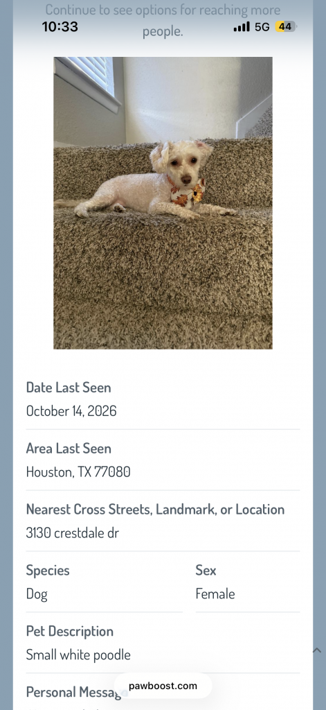 Sandy, lost dog, Mini poodle