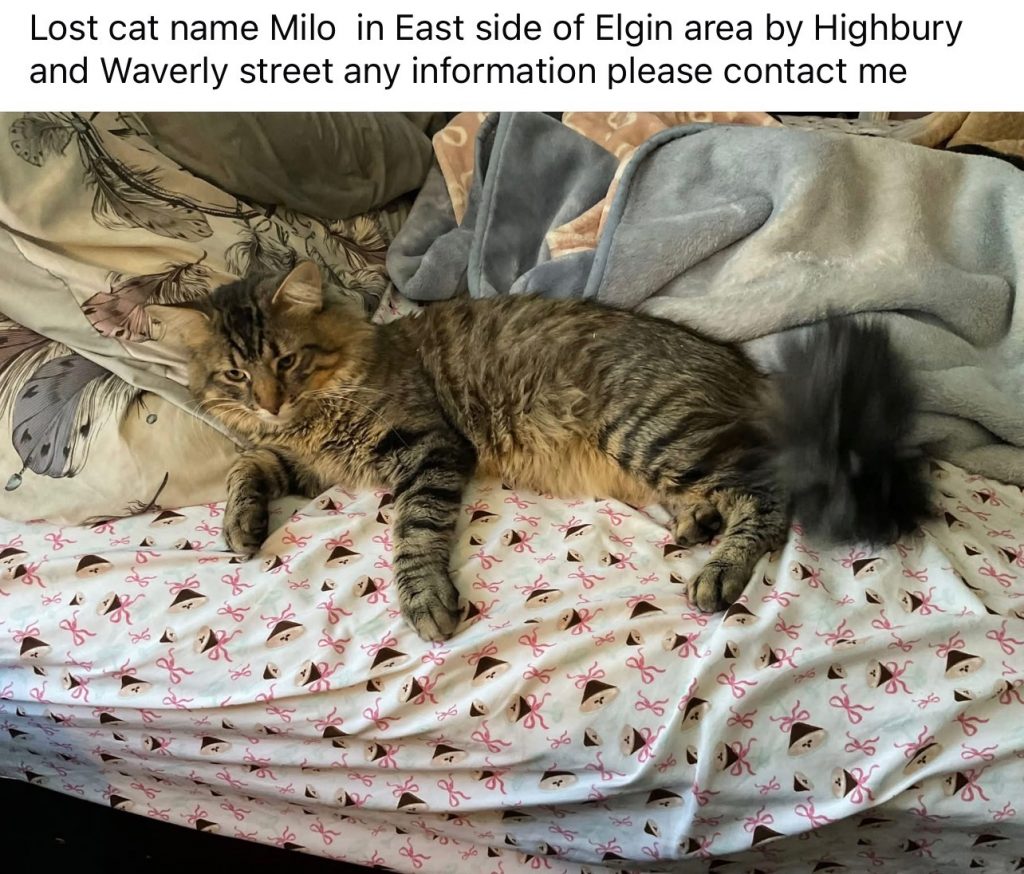 Milo, lost cat, Manecoon