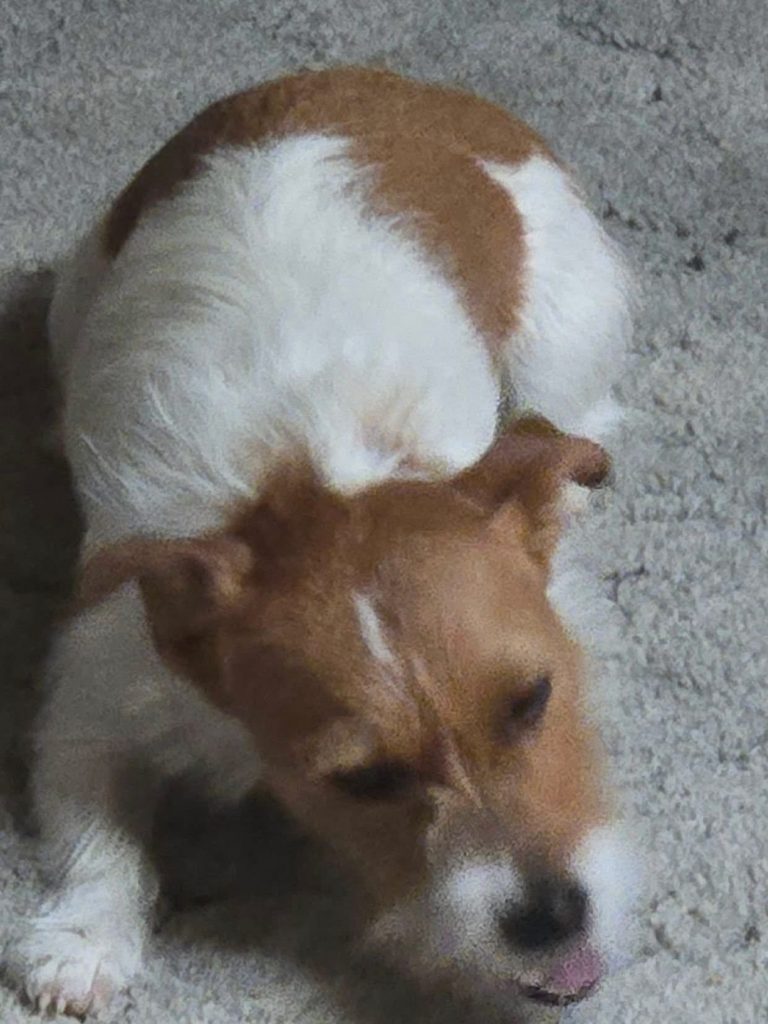 Sunney, lost dog, Jack Russel