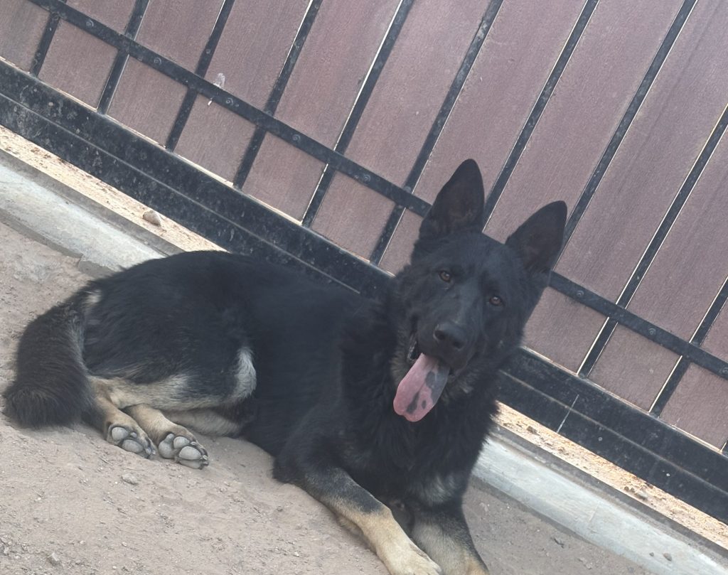 Lobito, lost dog, German shepherd