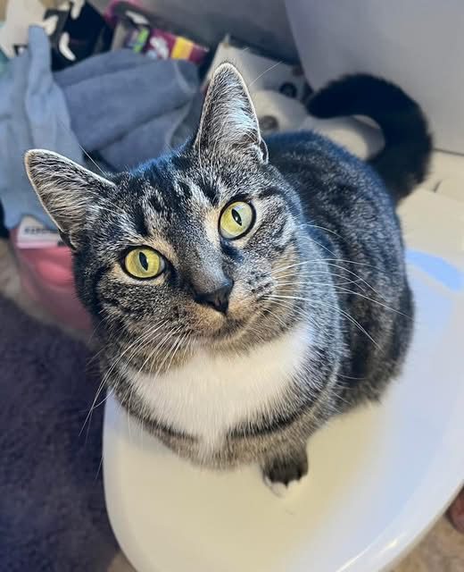 Binx, lost cat, Shorthair