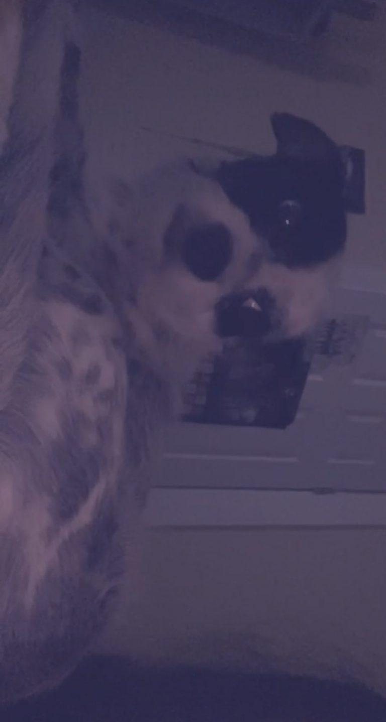 Oreo, lost dog, Chihuahua mix