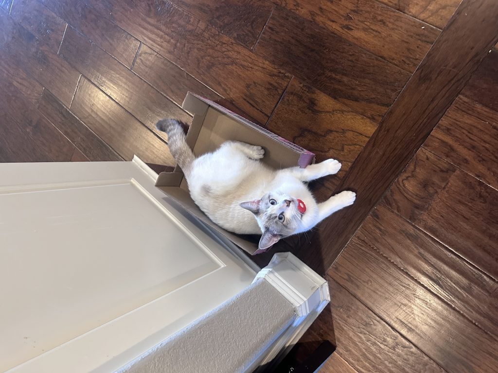 Tofu, lost cat, American shorthair