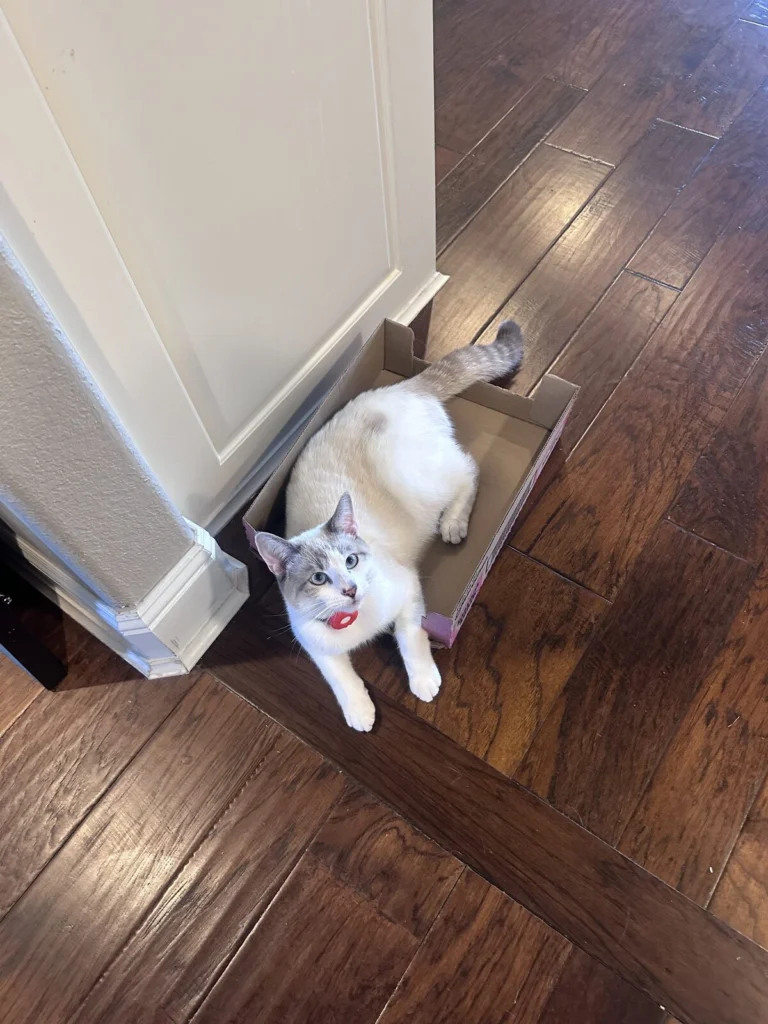 Tofu, lost cat, American shorthair