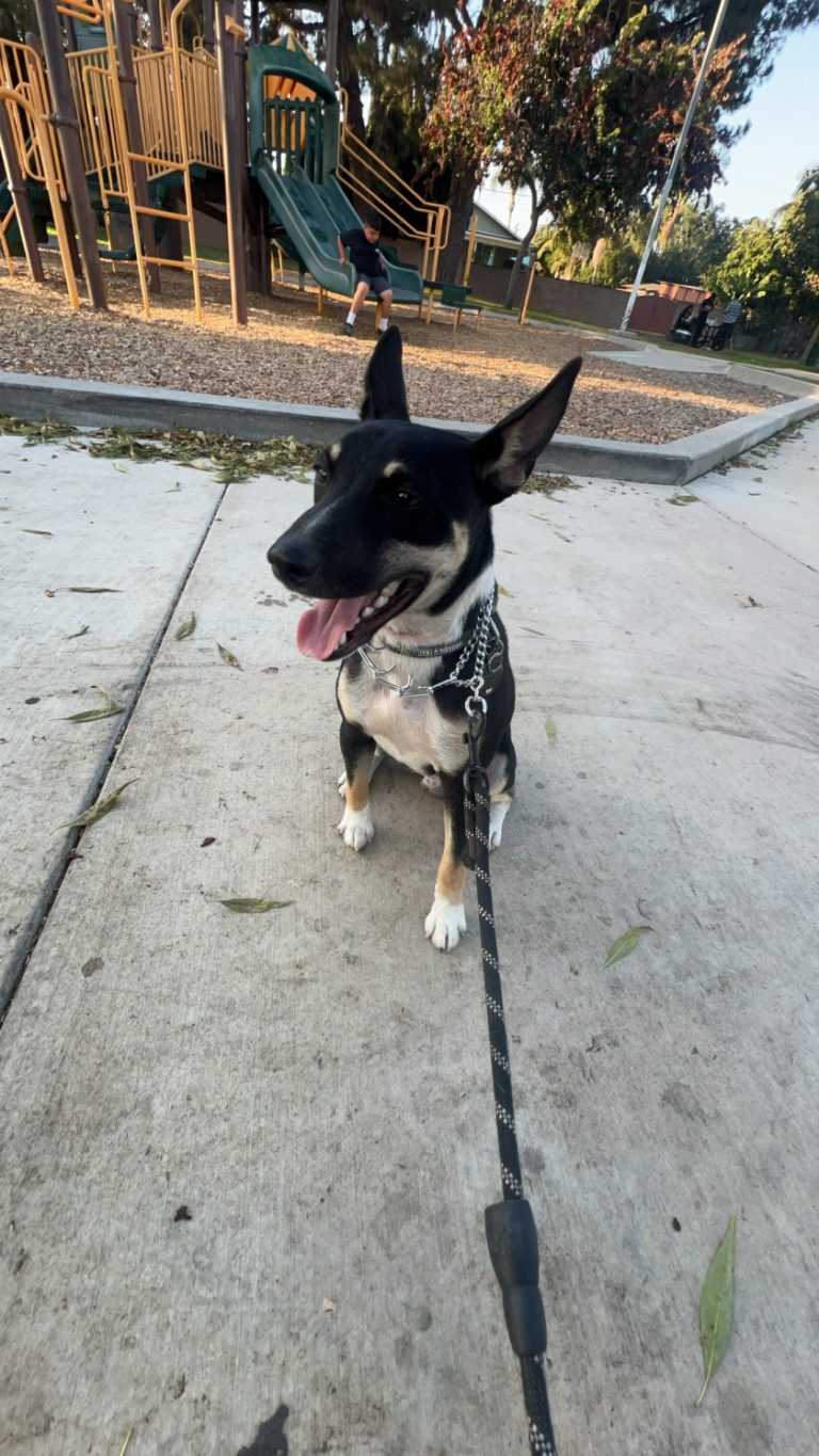 Rosco, lost dog, Rat terrier