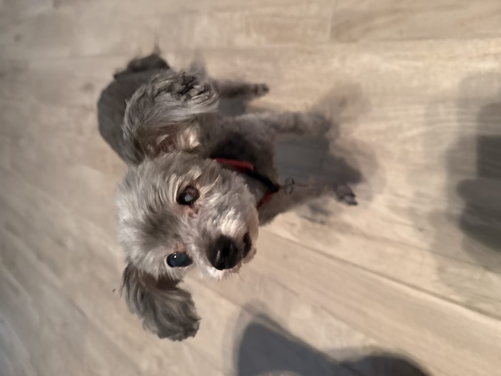 Charlie, lost dog, Chihuahua poodle mix