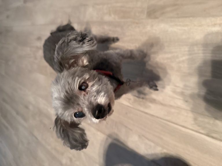 Charlie, lost dog, Chihuahua poodle mix