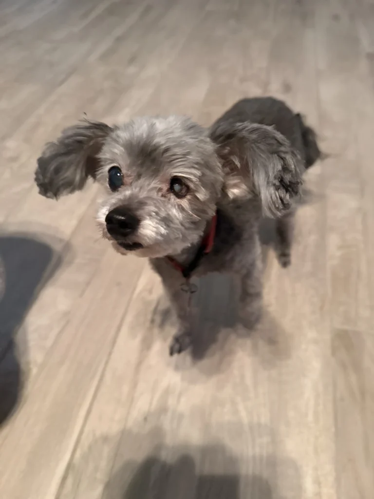 Charlie, lost dog, Chihuahua poodle mix