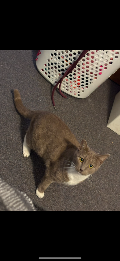 Cookie, lost cat, Mix