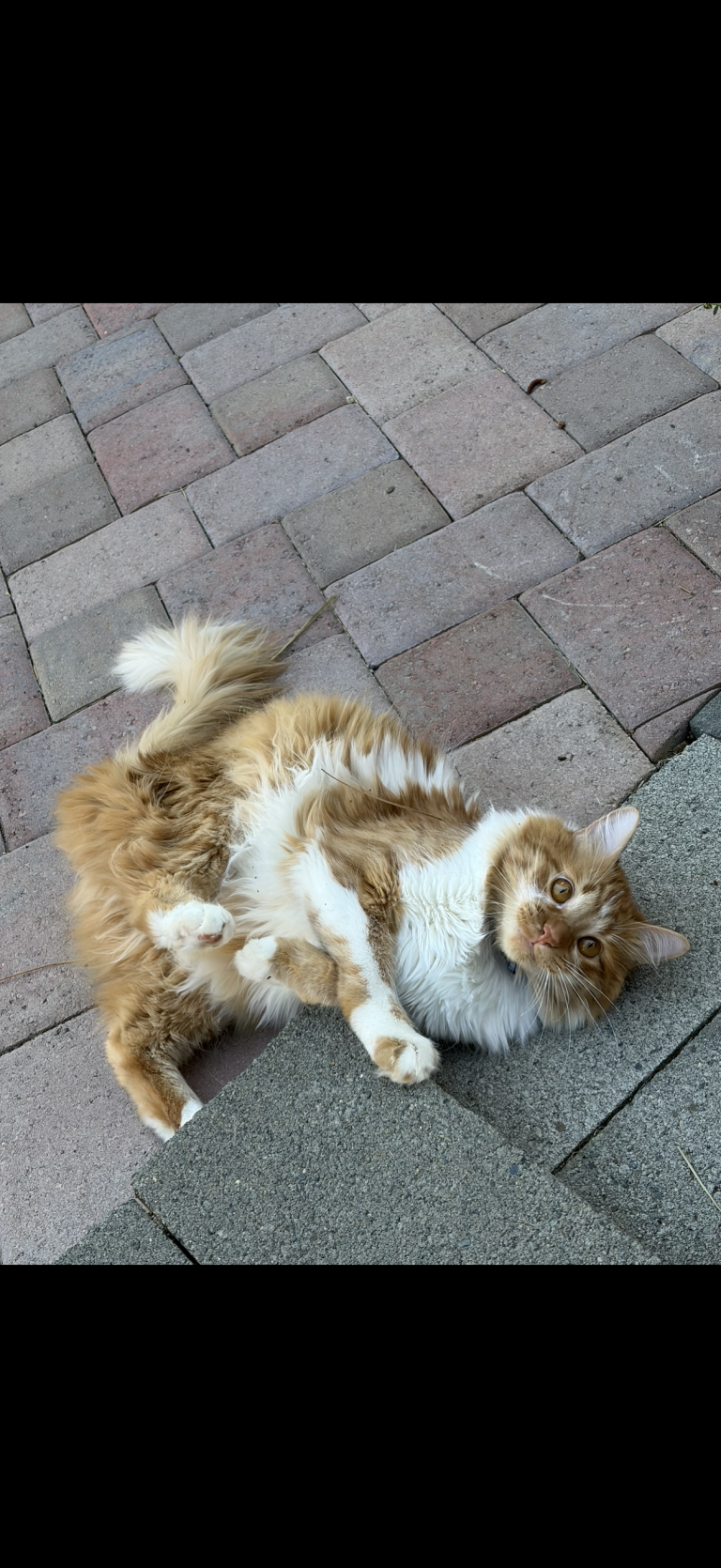 Cosmo, lost cat, Long haired