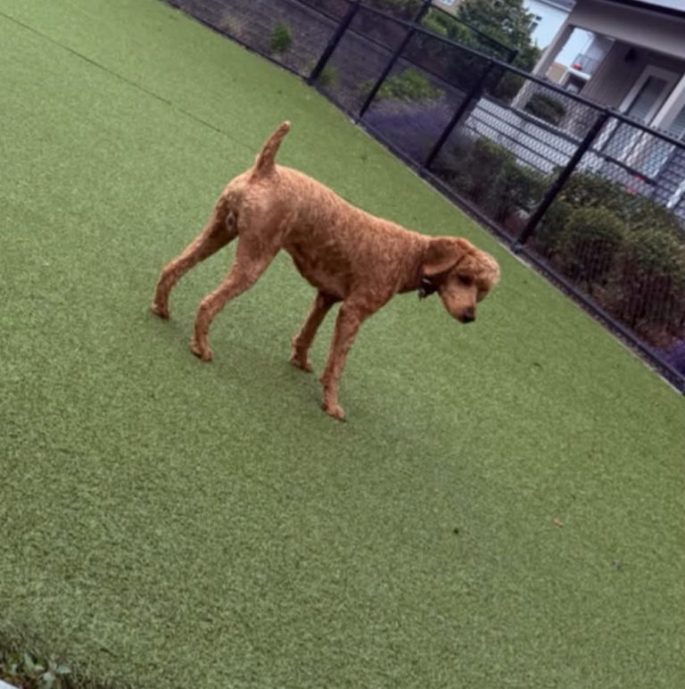 KungPow, lost dog, Poodle (mini)