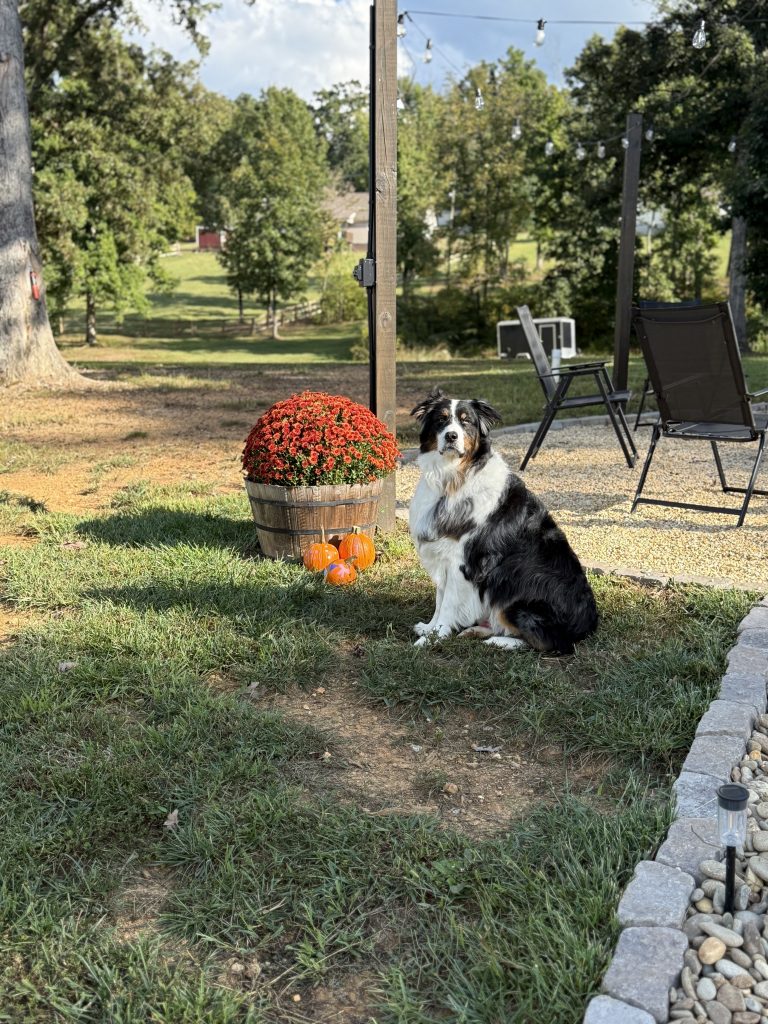 Arlo, lost dog, Aussie