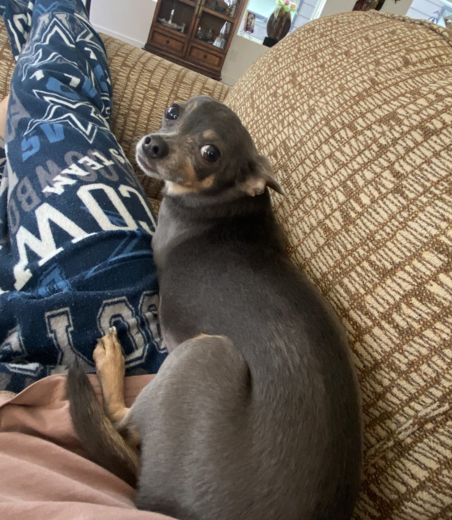 Frodo, lost dog, Chihuahua