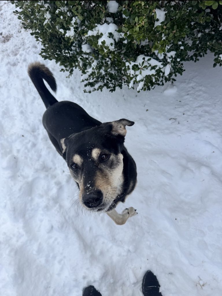 Laylah, lost dog, Lab/Pyrenees mix