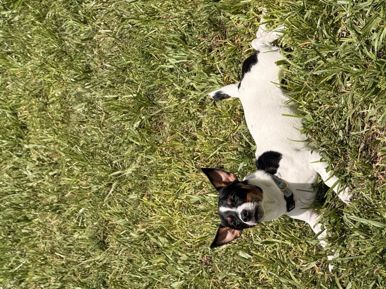 Diego, lost dog, Jack Russell