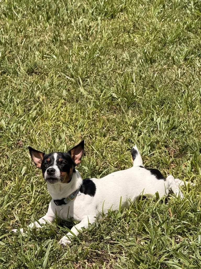 Diego, lost dog, Jack Russell