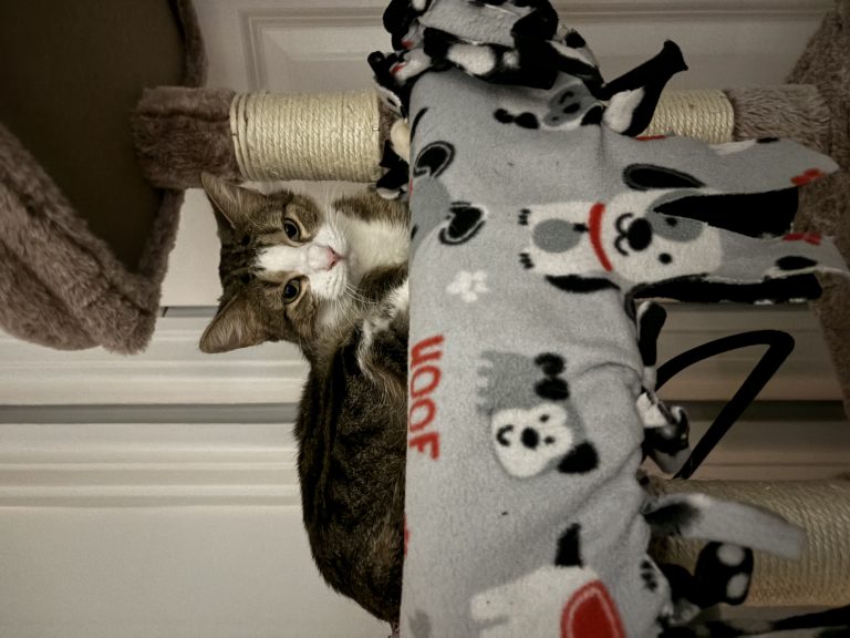 Kali, lost cat, Domestic Shorthair