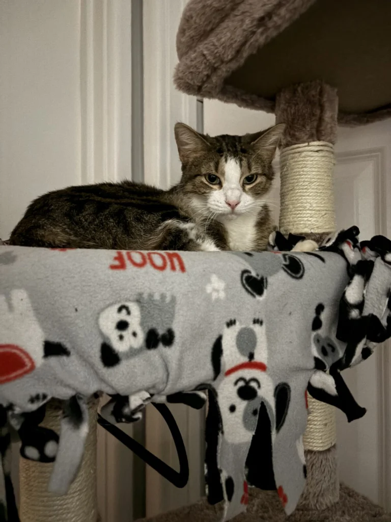 Kali, lost cat, Domestic Shorthair