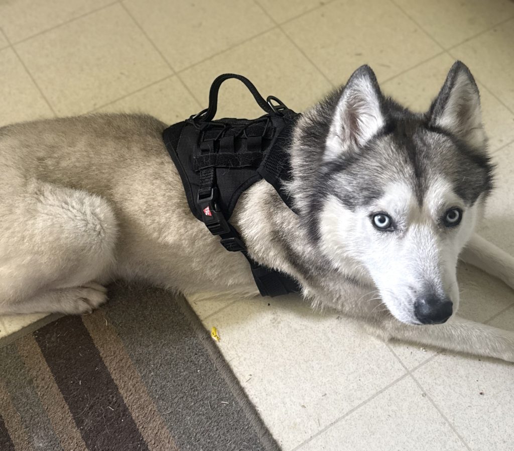 Skylight, lost dog, Husky