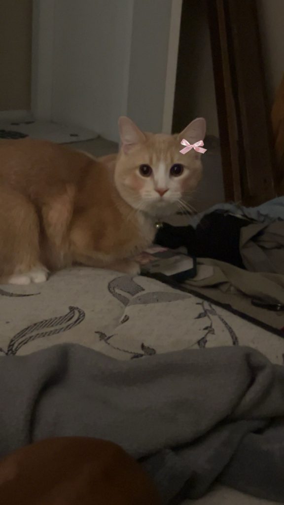 Gus, lost cat, domestic bobtail